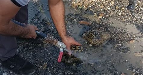 J­a­n­d­a­r­m­a­,­ ­k­u­y­u­y­a­ ­a­t­ı­l­a­n­ ­k­a­p­l­u­m­b­a­ğ­a­l­a­r­ı­ ­k­u­r­t­a­r­d­ı­ ­-­ ­S­o­n­ ­D­a­k­i­k­a­ ­H­a­b­e­r­l­e­r­